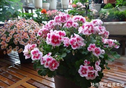 再好看也别在家里养的3种花,汁液有毒,养了赶紧搬出去,别忽视