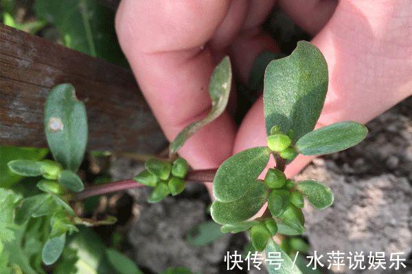 补充气血|女性不想变老太婆,3种食物离不开,能延缓皮肤衰老,补充气血