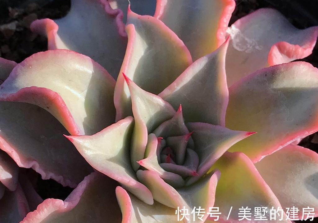 6种多肉热度下降，因为有的品种不好养，很难长成我们想象的样子