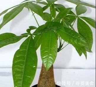 绿植|这三种绿植最适合忙人养,不用照顾的太好,自己就能蹭蹭长不停