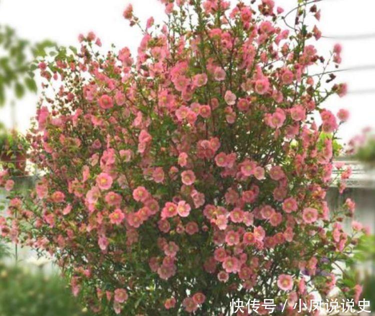  美色|家养此款花卉，开花勤爱爆盆，花美色艳