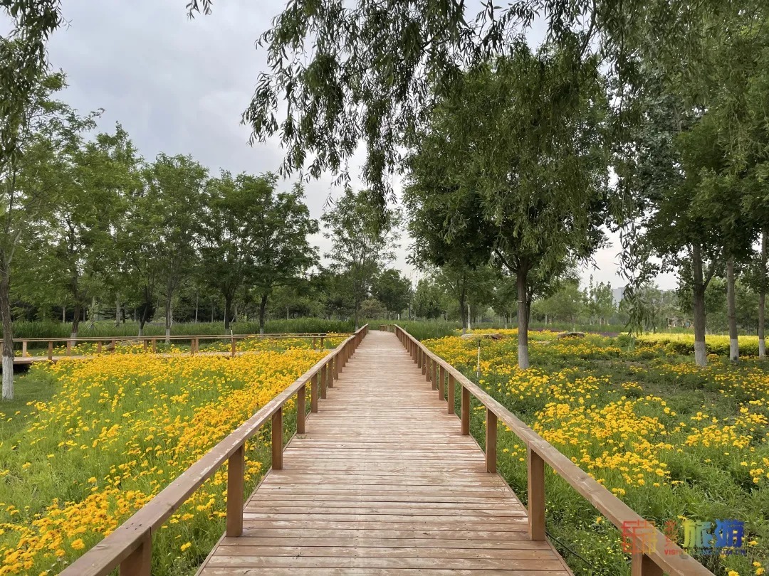 雏菊|北京亦庄超大规模雏菊花海正在盛花期，五颜六色，颜值爆表！