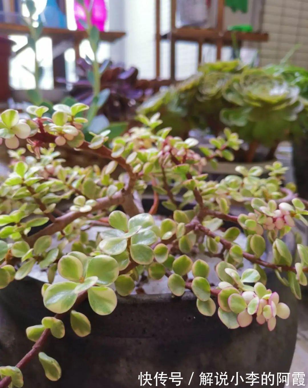 姐姐家的蓝雪花,竟然满盆开红色,变异了吗