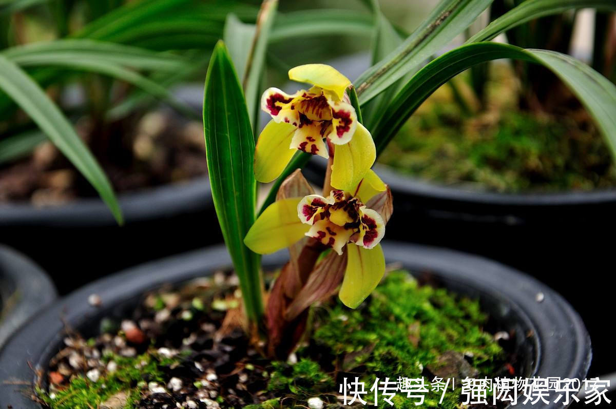 秋天养兰别大意,“秋老虎”也会带走你的花