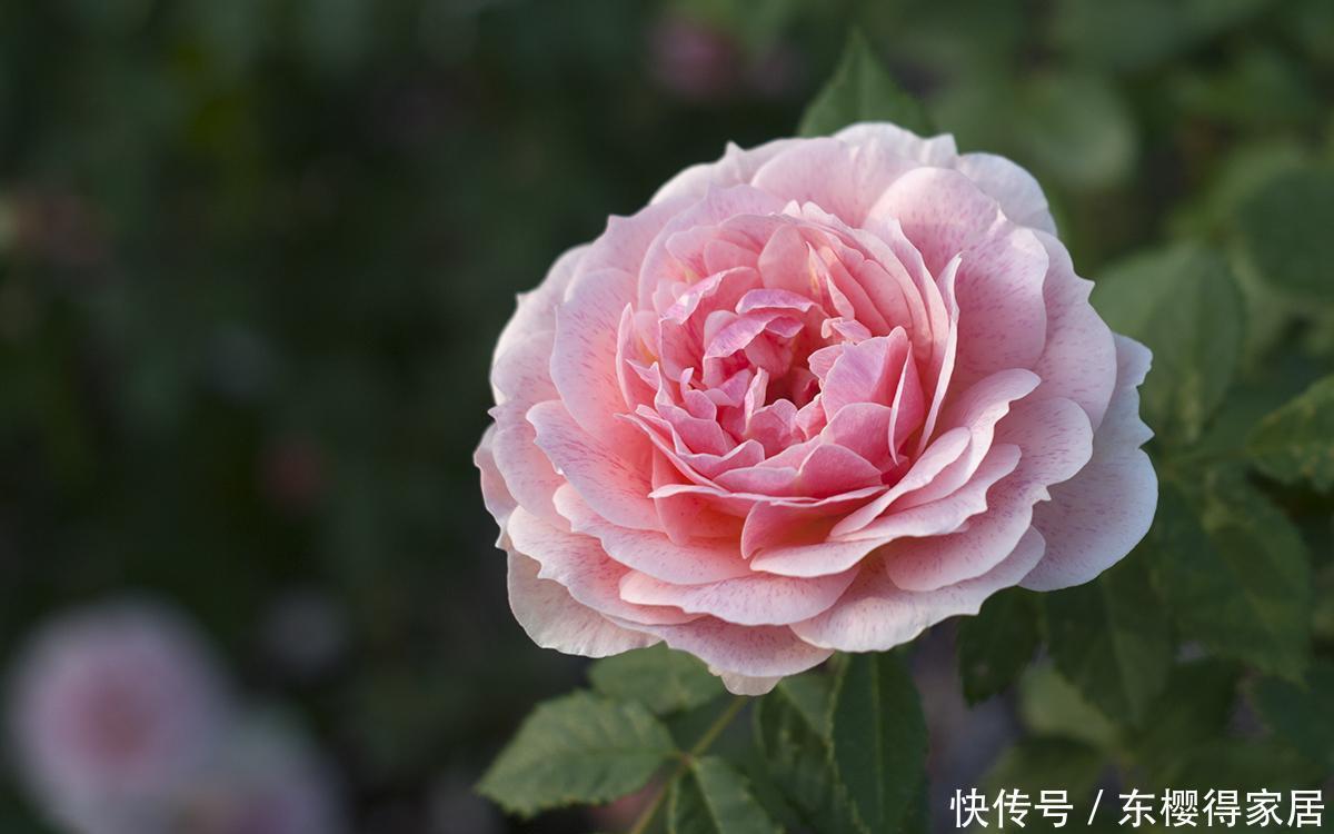 养花妙用醋,改善土质叶片绿油油,这4种花爱吃醋