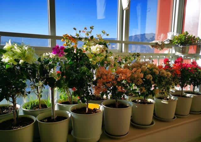 发酵淘米水臭气熏天,加2种东西,气味清香,肥效棒!