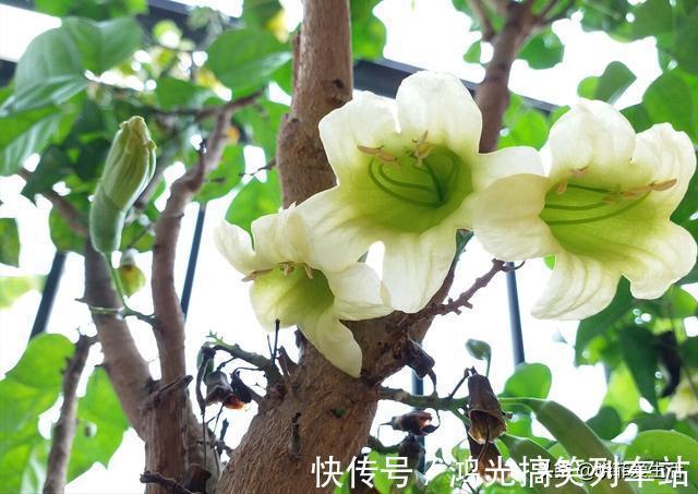 适合客厅养的6种“镇宅花”,美观大气又好养,越养越旺家