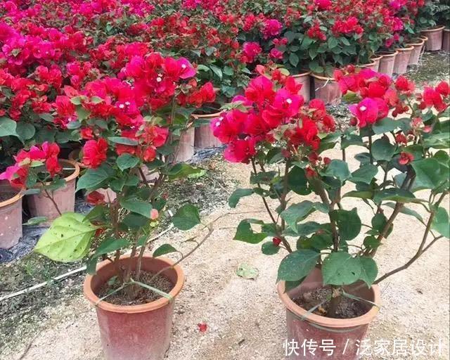 这四种三角梅红得很纯正，色彩鲜艳又漂亮，你喜欢哪一种呢？