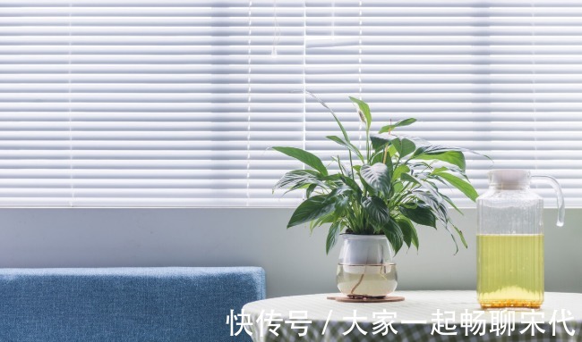 如果不是万不得已，3种花年后再买，省钱又好养