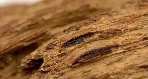 中国|隋炀帝赏给日本一块木头,如今被日本奉为国宝,天皇也不能动它