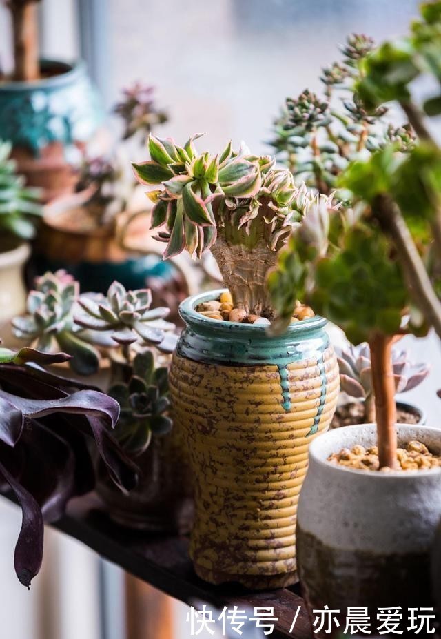 浇花|天冷浇花有4“不”,做好了,根系壮