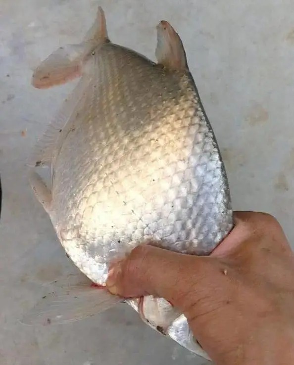 大板鲫|冬钓大板鲫,高手花了9年才悟出这几个“核心要领”,记牢了