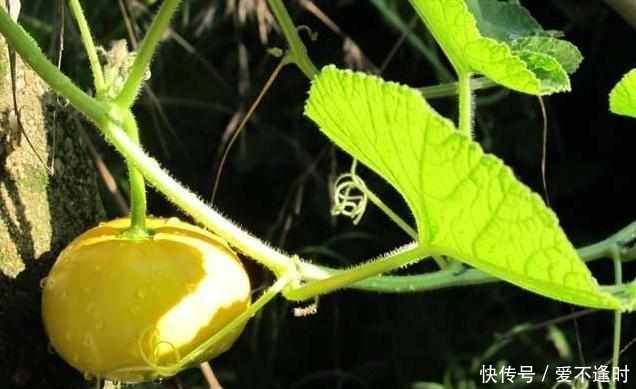 上海常用中草藥|南瓜這個部位堪比人參,能排結石、降血壓、通經絡!