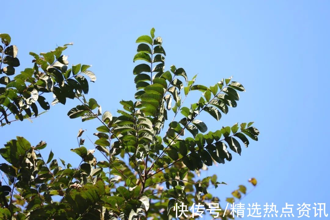 高峰林场|广西高峰林场首次发现国家二级重点保护野生植物红椿