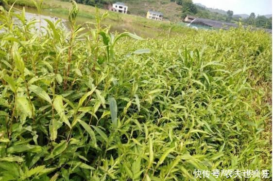 辣椒|辣蓼草比辣椒还辣,却是做酒曲不可少的原材料,附酒曲制作方法