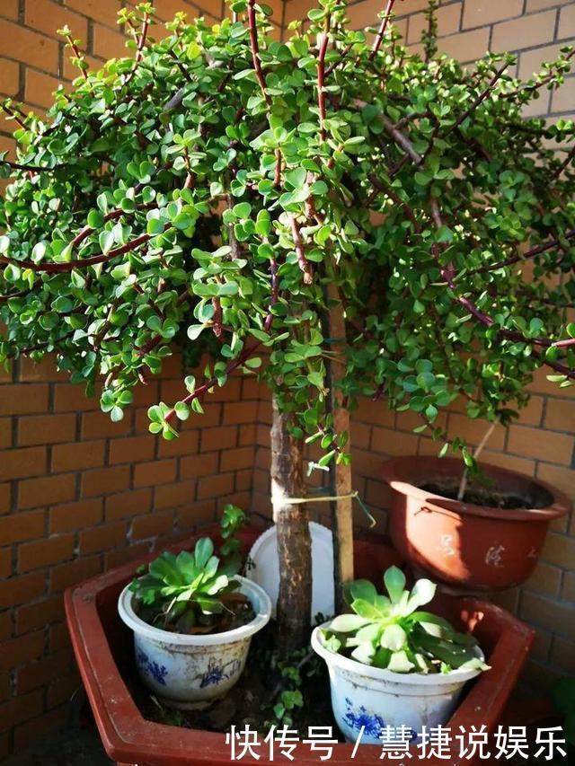 这花10块钱买一盆，养2年变老桩，叶子密、开花旺，每家都有