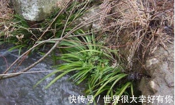 空气|爷爷从农村山上挖来的东西，一分钱没花，还能净化空气！