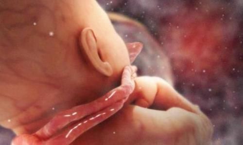 脐带|子宫里拥挤又昏暗, 胎宝是怎样坚持到出生的? 其实他们还挺忙