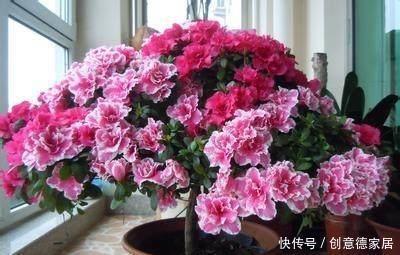  君子兰|养花不开花，原来是盆里缺了它，只加一点点，飞快开满花