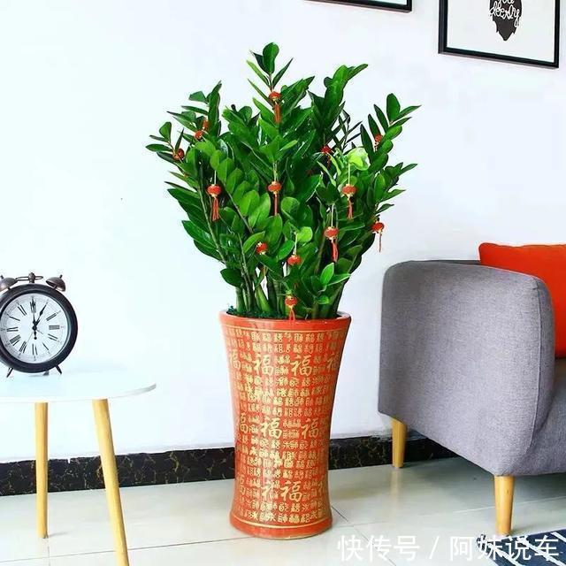 客厅养花就选这六种，寿命长、寓意好，省心又好养，你家养了几种