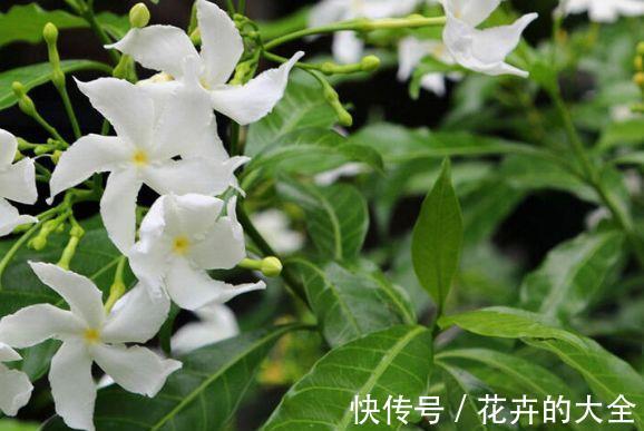 日轮花|从8月24日开始,家养此款花卉,随意养都爆盆,花开上千朵