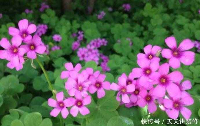 这5种花爱“生崽”,今年种一棵,来年变“一堆”,好养又省钱!