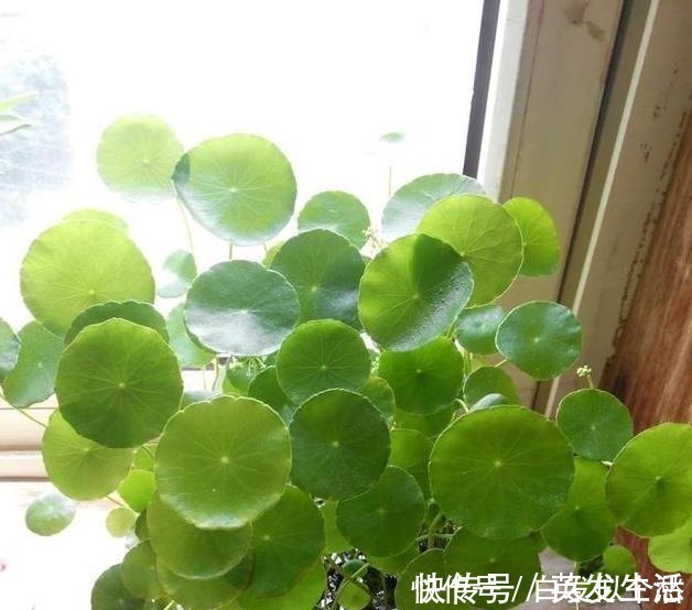 盆栽|这些花,命太大,成桶成桶喝水,烈日下开花,开爆整个夏天!