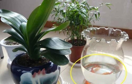 最厉害的养花营养液给花喝一勺,啥花都喜欢,花开满枝条