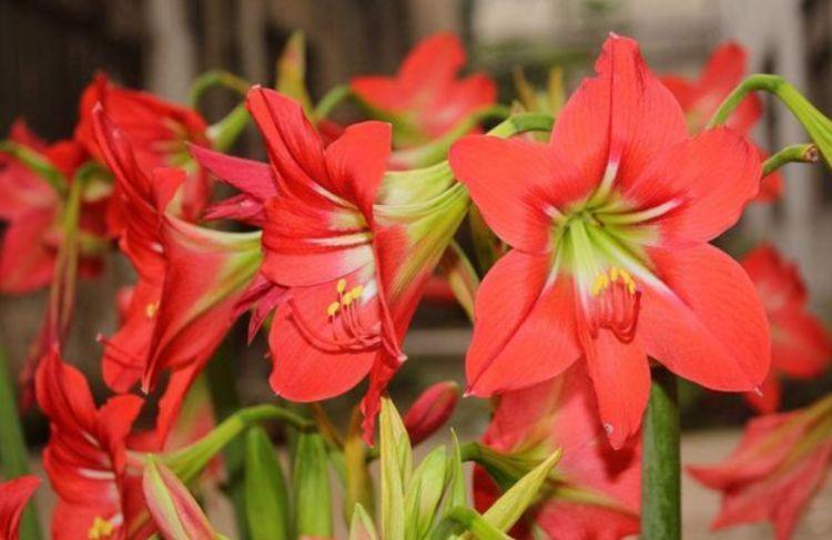 家养|从5月18日开始,家养此款花卉,花开富贵华丽,姿态万千,美