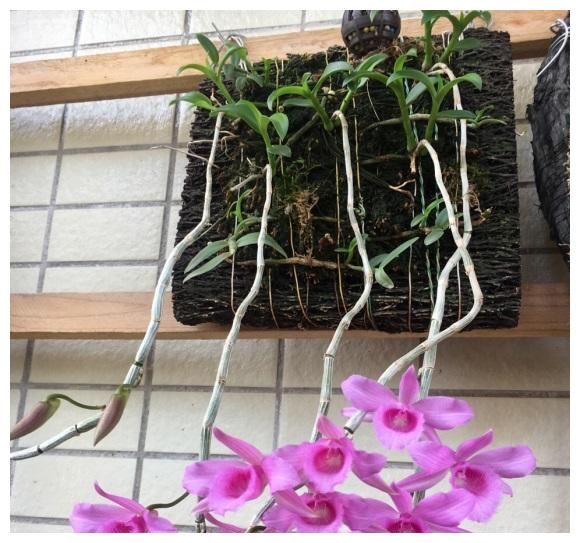 用一块木头就能养的花，不需要施肥，只要浇浇水，夏天就能开