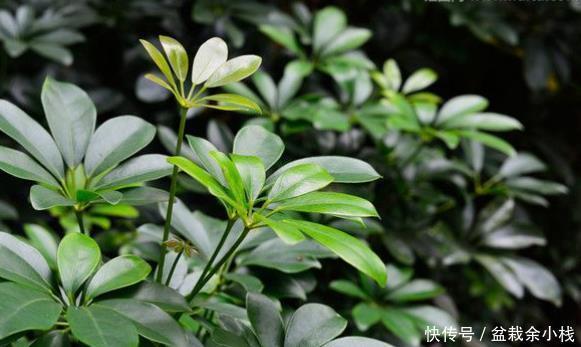 想在客厅养花就选这“5种”,它们好看又好养,一月浇一次水就行