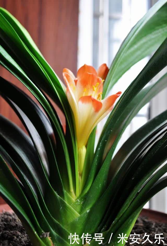 君子兰花后的“后遗症”,会遇到哪些问题,怎么解决呢?