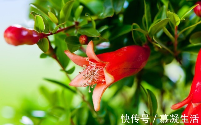 吃法|68种野菜图片,教你认识不同的野菜和吃法,你想要的野菜这里都有