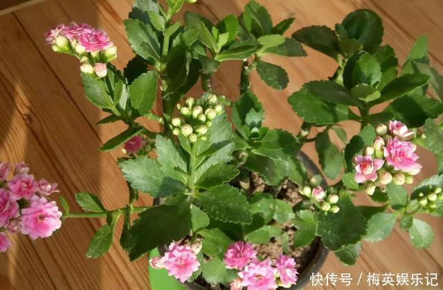 扦插长寿花:从母株上选枝叶、催根、育苗,得做好这些细节