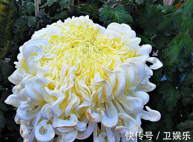 养花|喜欢菊花,就养盆“菊中珍品”玉龙闹海,似白玉波浪,孤芳秀丽