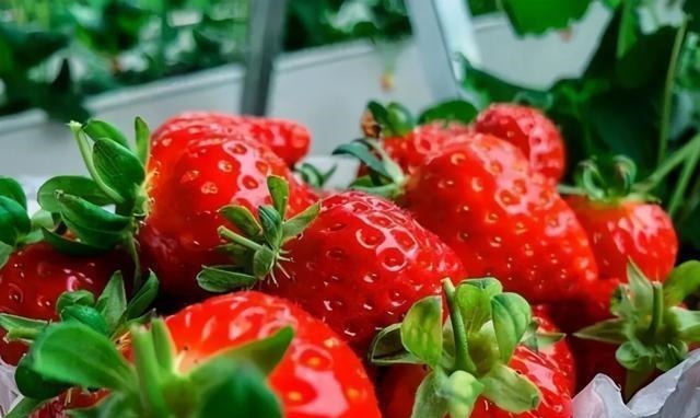 血糖生成指数|吃起来甜的水果,糖尿病患者都不能吃错三种水果大胆放心吃