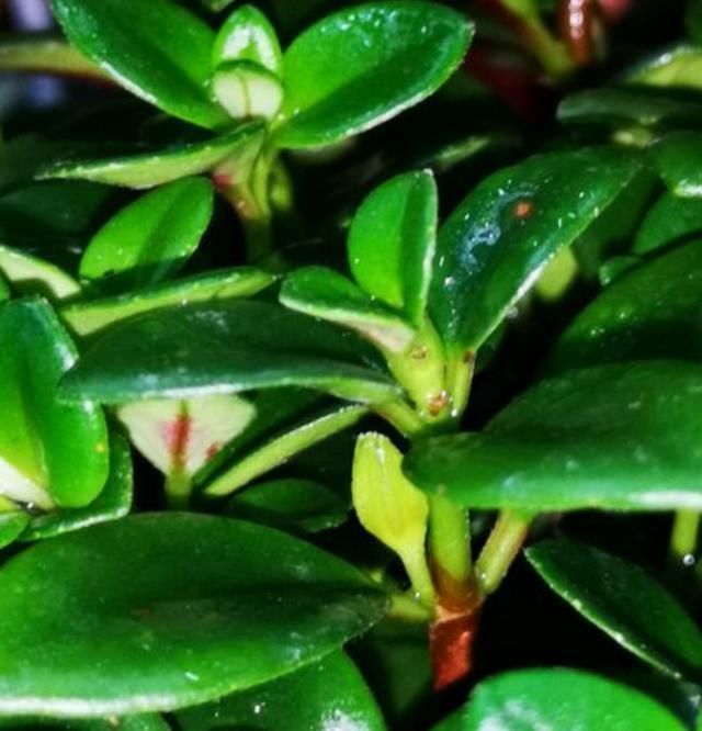 金鱼|金鱼花蕾不生长,枯萎,注意保育,有序地盛开,不枯萎