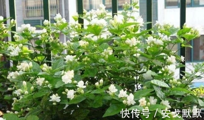 家里必养“4种花”,好养又漂亮,年年开花不断,美翻天!