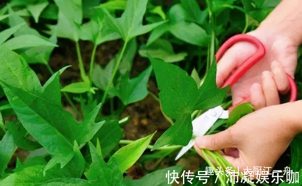 一日三餐|这菜营养极高，很多人只吃叶子，其实茎才是“王者”，不懂可惜了