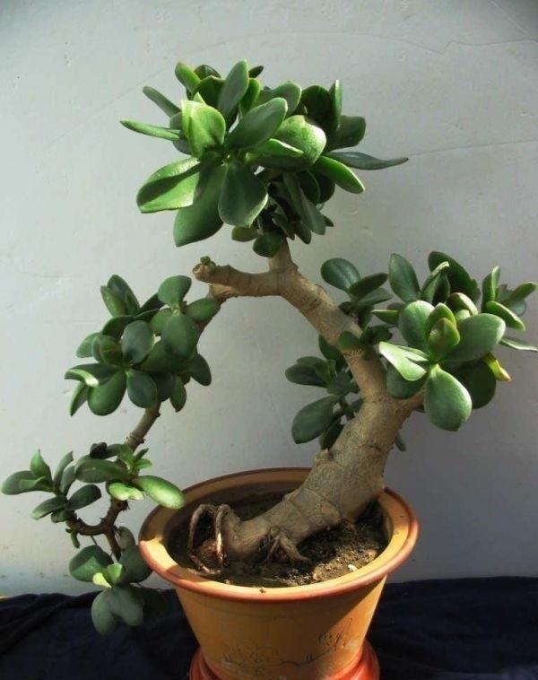 谁家都有的“5种”壳,给花盆里加一点,嗖嗖长爆盆,都是好肥料