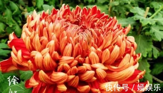 新手养花,不如养盆花中精品“徐妃醉妆”,花姿卓越,花繁叶茂