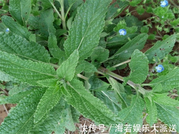 农村|农村有一种草，被称作“猪耳草”“癞蛤蟆草”，药用价值极高