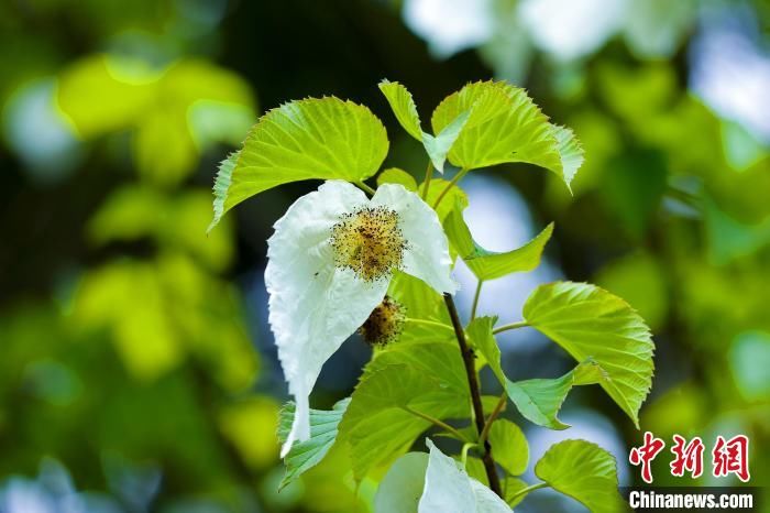 湖北神农架：珙桐花开如白鸽翩飞