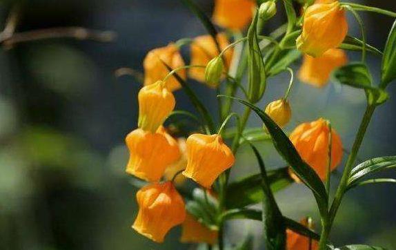 温度|7月8日开始,养花试试这几款,花期超级长,温度高就开花