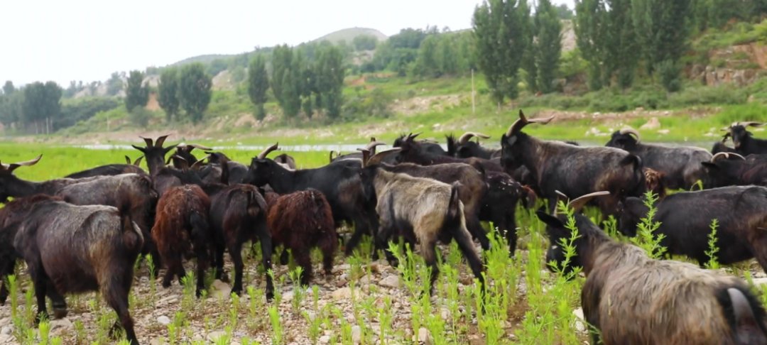 非物质文化遗产|伏羊节来啦，来吃“咩”？