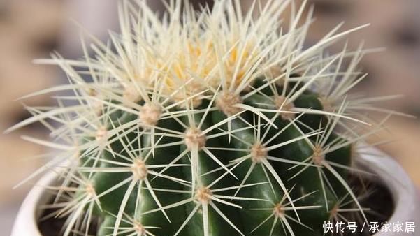 家里养仙人球,简单一个小方法,养到爆崽儿又开花
