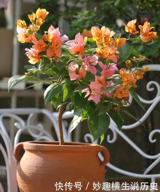 三角梅|45种三角梅品种,红、橙、黄、绿、白、紫,每一种都很好看!