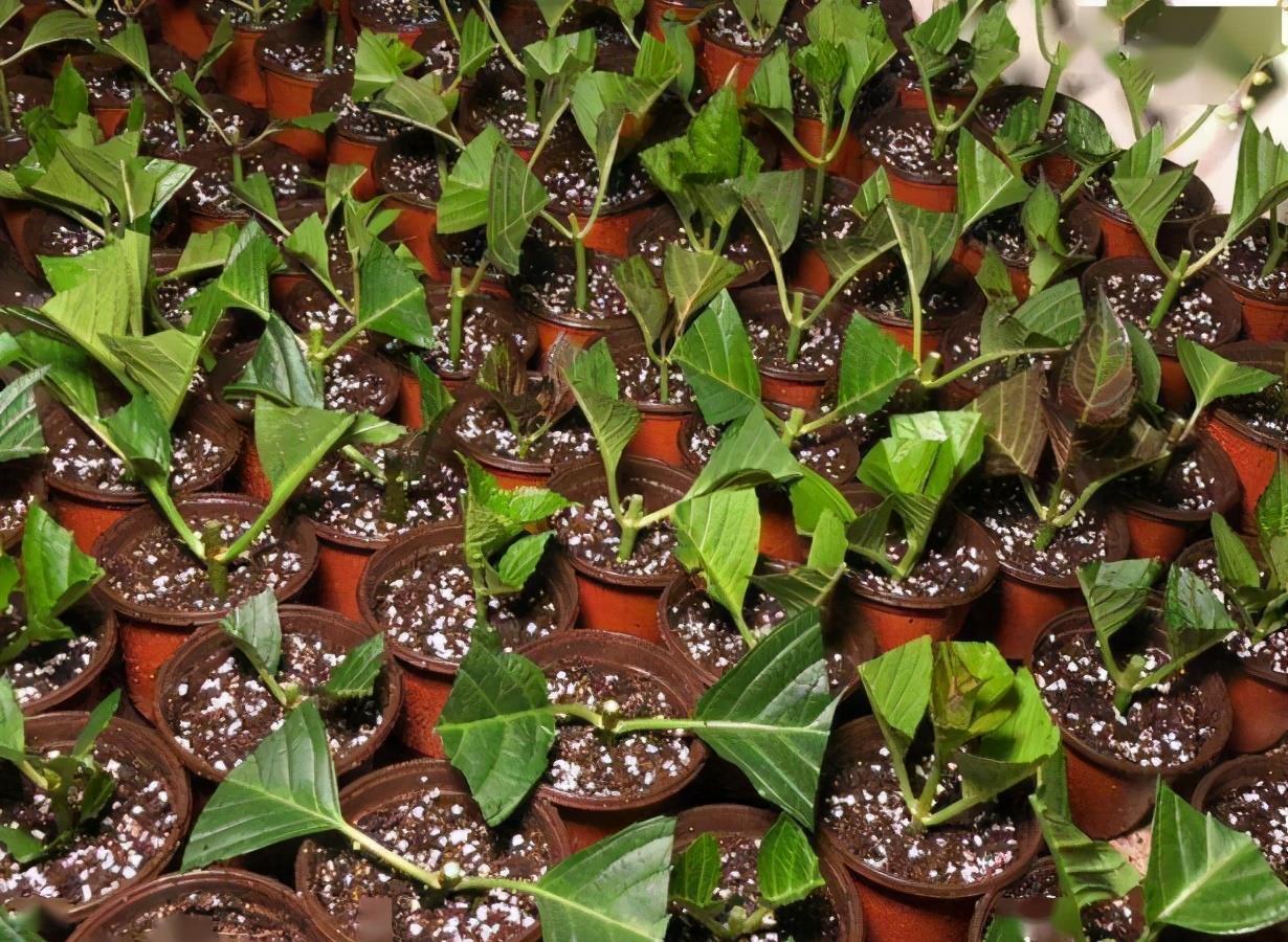 漂亮|5种漂亮花,5月快剪“花箭”,撒点营养肥,花苞又挤满盆