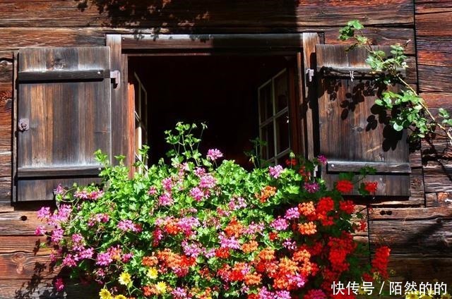 她只养了1种花，1米小阳台却开成花海！她只养了1种花，1米小阳台却开成花海！