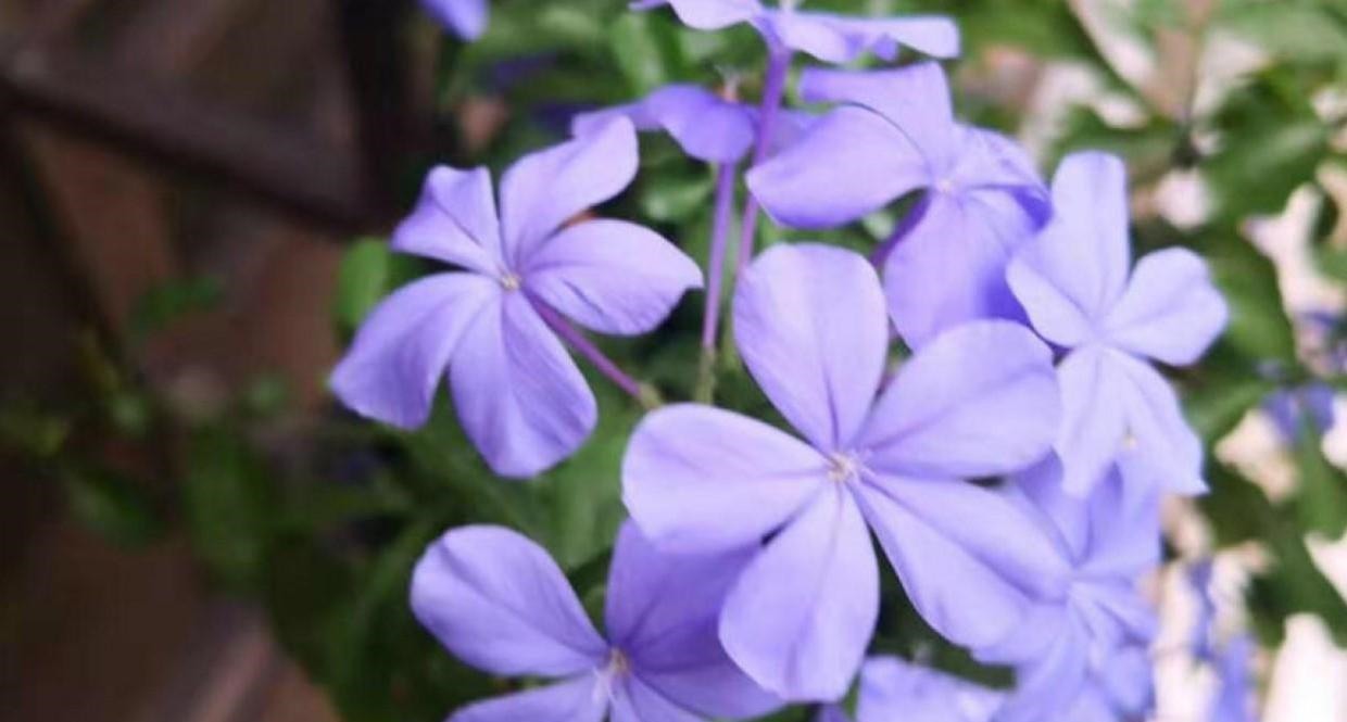 花卉|养花最重要的是什么知道这些秘诀，花生长更加旺盛